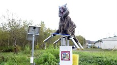 Robotického vlka ve mst Takiwawa na ostrov Hokkaidó instalovali, aby...