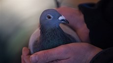 Na aukci potovních holub v Belgii padl rekord, kdy se dvouletá samika...