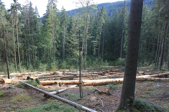 Rozsáhlé kácení v Národní pírodní rezervaci Boubínský prales (27. listopadu...