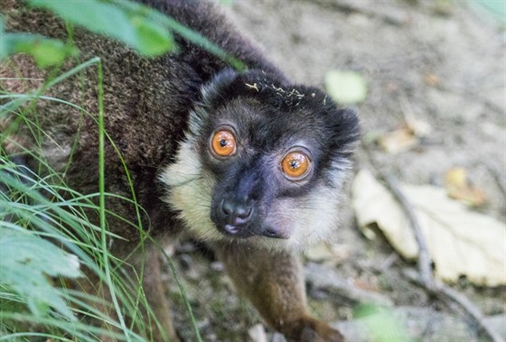 Lemur šedohlavý