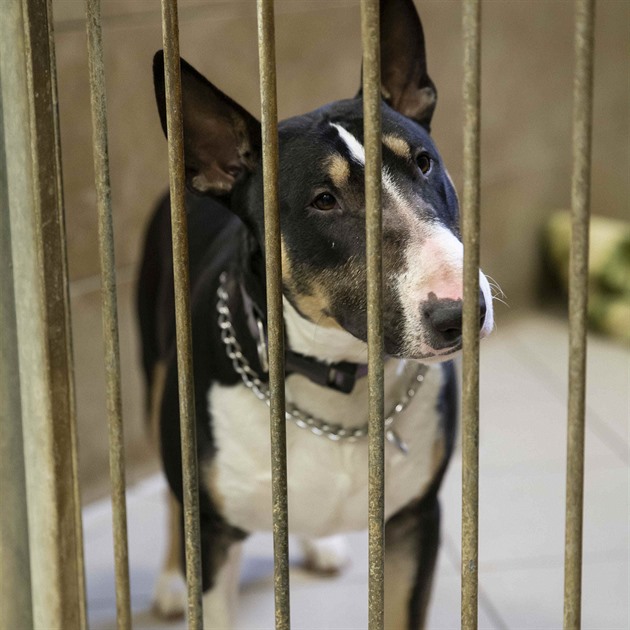 Pardubický útulek pro oputná zvíata je zastaralý.