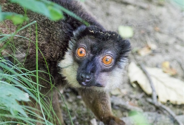 Lemur edohlavý