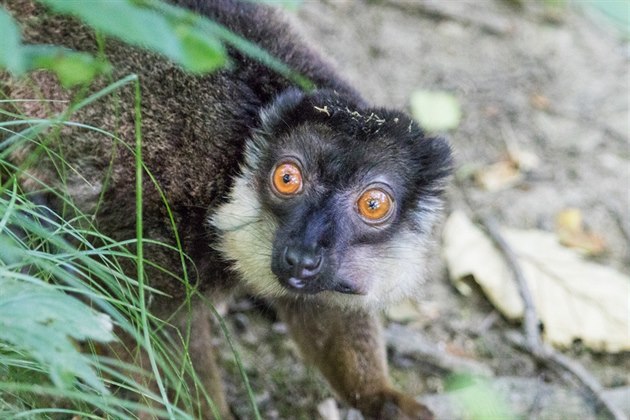 Lemur edohlavý