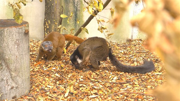 Nový pírstek ostravské zoo, pár lemur edohlavých
