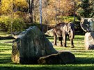 Pro nvtvnky uzaven Zoo Praha (18. listopadu 2020)