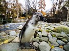 Pro nvtvnky uzaven Zoo Praha (18. listopadu 2020)