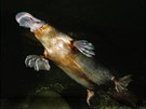 Ptakopysk podivný (Ornithorhynchus anatinus)