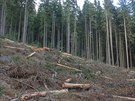 Rozsáhlé kácení v Národní pírodní rezervaci Boubínský prales (27. listopadu...