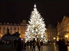 Praha cvin rozzila vnon strom na Staromstskm nmst