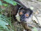 Lemur edohlav