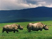 Nosoroec dvouroh nazvan ern dve obval celou subsaharskou Afriku, dnes...