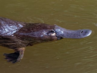 Ptakopysk podivný (Ornithorhynchus anatinus)