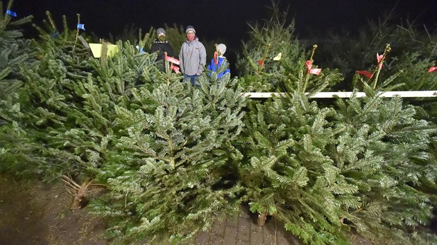 Prodej vánočních stromků ve Žďáru nad Sázavou u obchodního domu Kinských (28. listopadu 2020)