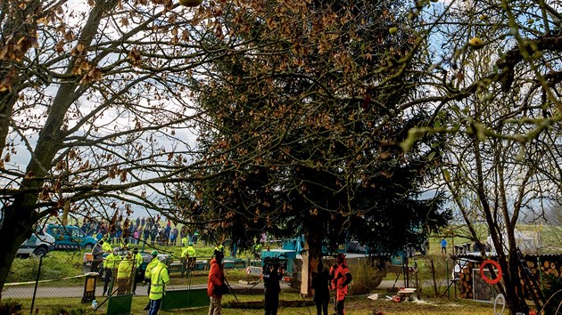 V Kamennm Pvozu pokceli vnon strom, kter bude umstn na Staromstskm nmst. Jde o 17,5 metru vysok smrk ztepil, kter majitel nabdl k odprodeji. Do Prahy pijede v noci z pondl na ter (22. listopadu 2020).