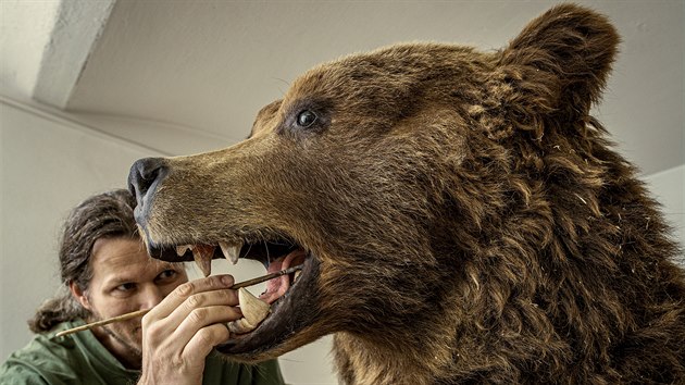 Prepartor muzea v esk Lp Michal tpnsk vytvoil expont z medvda grizzlyho, kter ped dvma lety uhynul v dnsk zoo.