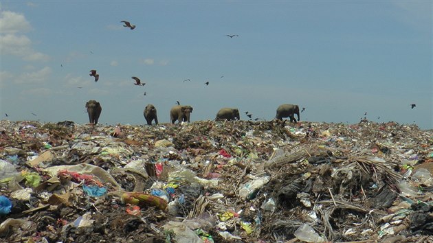 Sloni se pebraj v odpadcch na skldce v Ampae s clem nalezen potravy. S tou konzumuj i plasty, kter je mohou zabt. (27. listopadu 2020)