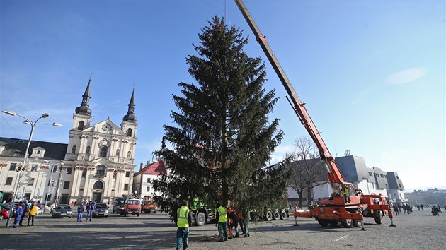 Vánoční strom v úterý doputoval na jihlavské Masarykovo náměstí z Plander, po zkrácení má kolem třinácti metrů. Ozdoben bude v teple bílé barvě s efektem, který způsobuje jiskření a problikávání.