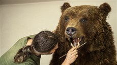 Preparátor muzea v �eské Líp� Michal �t�pánský vytvo�il exponát z medv�da...