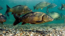 ilustra�ní snímek