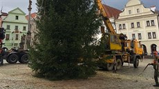 Zlomený smrk pichlavý nahradil smrk ztepilý. Ten bude zdobit krumlovské námstí.