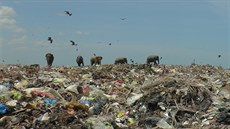 Sloni se přebírají v odpadcích na skládce v Ampaře s cílem nalezení potravy. S...