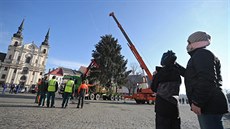 Vánoční strom v úterý doputoval na jihlavské Masarykovo náměstí z Plander, po...