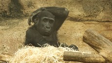 V pavilonu goril se zvířatům stýská po návštěvnících.