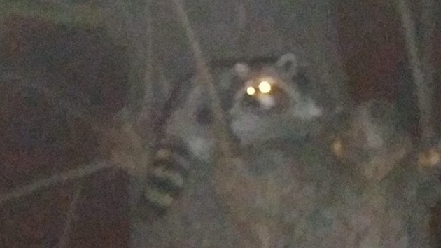 Libere�an vyfotil m�vala severn�ho v parku Budy��nsk� u Tr�n�ho n�m�st�.