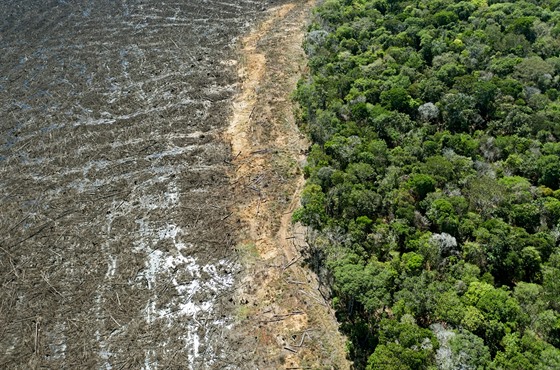 Destrukce pralesa zasáhla plochu o rozloze Stedoeského kraje. (7. srpna 2020)