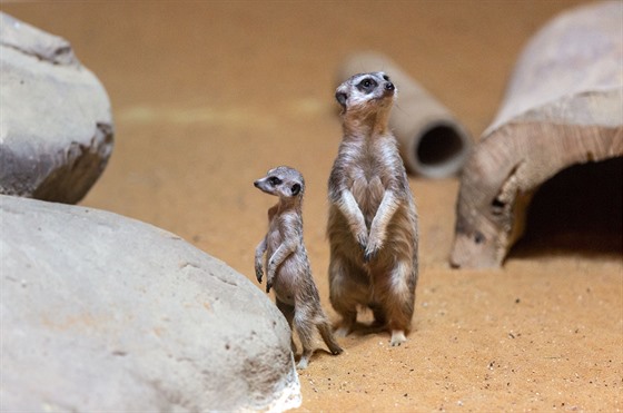 V olomoucké zoologické zahrad se na zaátku íjna rozrostla skupina surikat o...