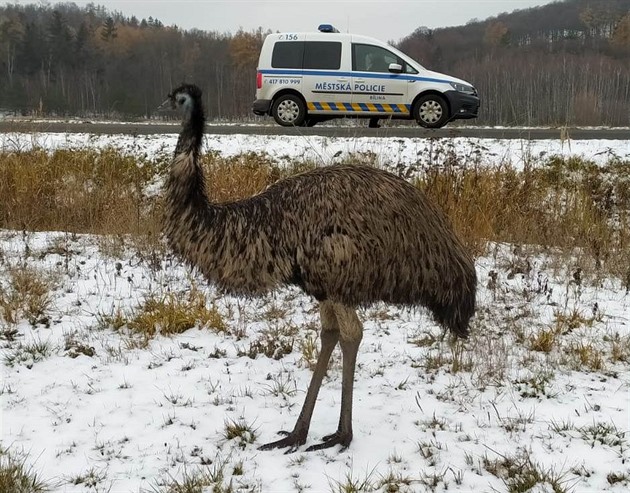 V okolí silnice mezi Kostomlaty pod Mileovkou a Bílinou bhá zatoulaný Emu...