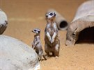 V olomoucké zoologické zahrad se na zaátku íjna rozrostla skupina surikat o...