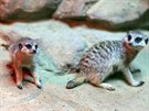 V olomoucké zoologické zahrad se na zaátku íjna rozrostla skupina surikat o...