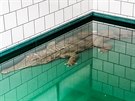 Krokodýl títnatý dorazil ze panlské Valencie do královédvorského safari...