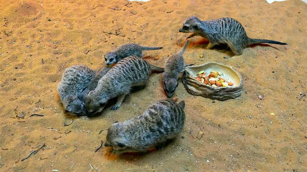 V olomoucké zoologické zahradě se na začátku října rozrostla skupina surikat o tři nová mláďata.