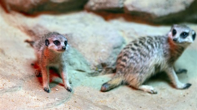 V olomoucké zoologické zahradě se na začátku října rozrostla skupina surikat o tři nová mláďata.