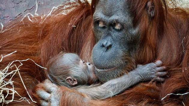 Orangutaní mládě se narodilo 17. listopadu 2020 a 1. prosince Zoo Praha při slavnostním online přenosu odtajnilo jeho pohlaví. Je to kluk. 