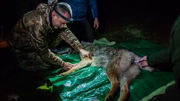 Odchytov� t�m vyu�il star� trapersk� postupy i modern� technologie.