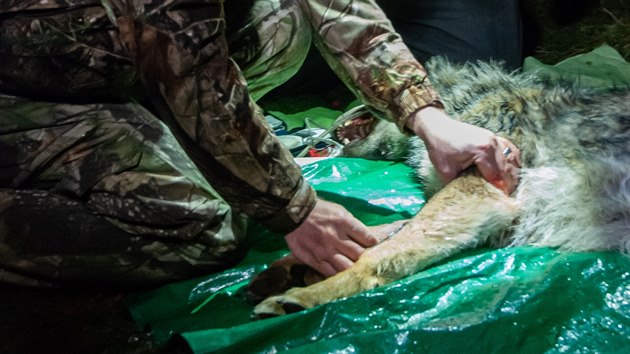 Krom� nasazen� obojku odborn�ci vl�ici zv�ili a odebrali jej� genetick� materi�l, kter� budou d�le zkoumat.