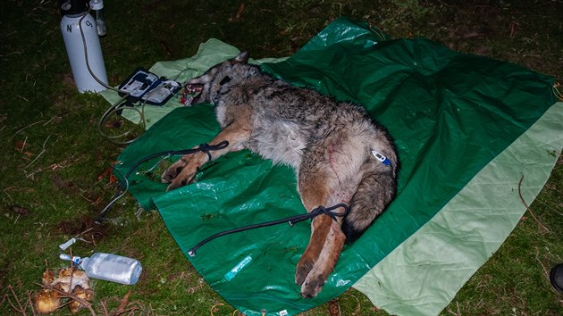 Vl�ice se podle dat z obojku ji� vr�tila ke sv� sme�ce.