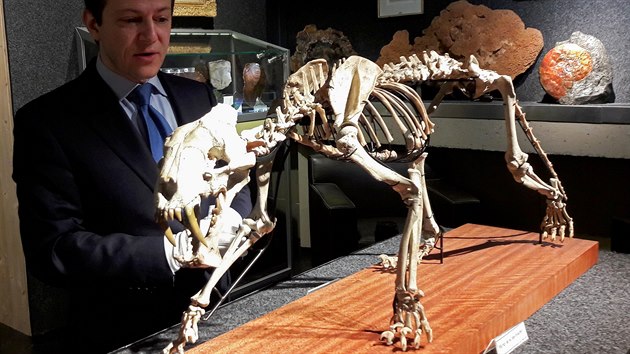 editel aukn sn ve vcarsk enev Bernard Piguet pipravuje na drabu zachovalou kostru avlozubho tygra, starou skoro 40 milion let. (1. prosince 2020)