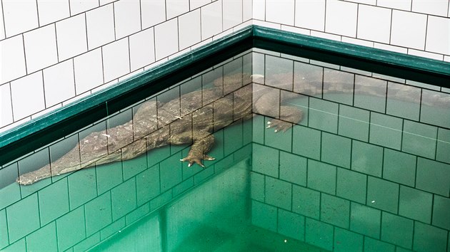 Krokodl ttnat dorazil ze panlsk Valencie do krlovdvorskho safari parku (4.12.2020).