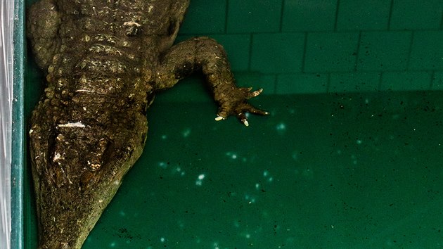 Krokodýl štítnatý dorazil ze španělské Valencie do královédvorského safari parku (4.12.2020).