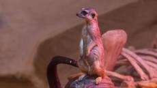 V olomoucké zoologické zahradě se na začátku října rozrostla skupina surikat o...