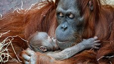 Orangutan mld se narodilo 17. listopadu 2020 a 1. prosince Zoo Praha pi...