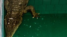 Krokodýl štítnatý dorazil ze španělské Valencie do královédvorského safari...