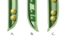 Ilustrace Mendelových genetických pokusů s rostlinami a plody hrachu setého