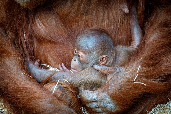 Orangutaní sameček Kawi se stal během „kovidového“ roku internetovou hvězdou Zoo Praha.