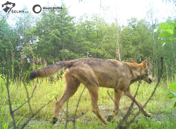 Vlk zachycený fotopastí v Jizerských horách.