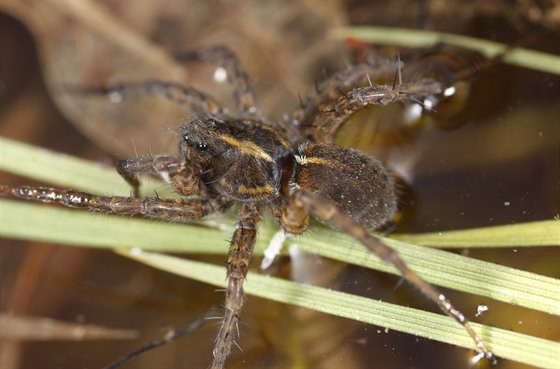V lokalitě Kozmických ptačích luk na Opavsku našli vzácného pavouka z druhu...